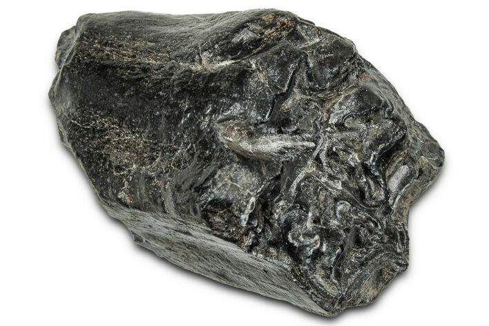 Pleistocene Aged Fossil Horse Tooth - South Carolina #320492